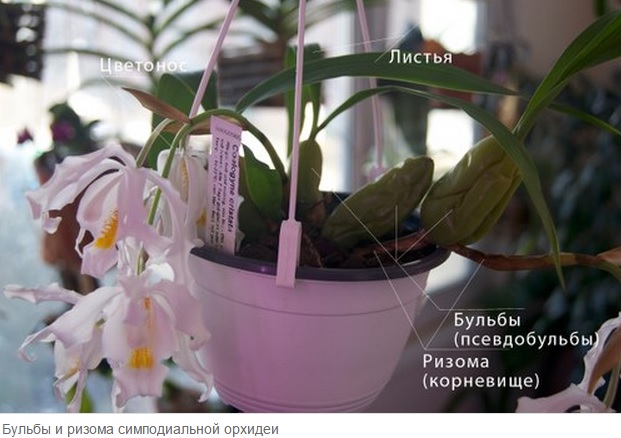 бульбы и ризома симподиальной орхидеи