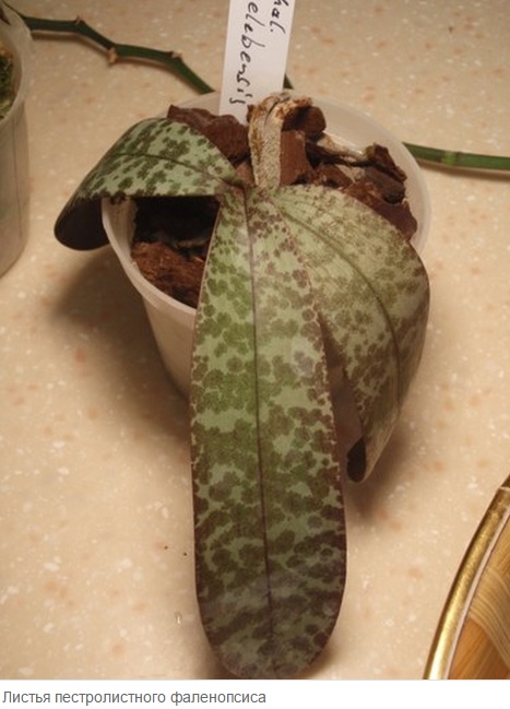листья пестролистного фаленопсиса