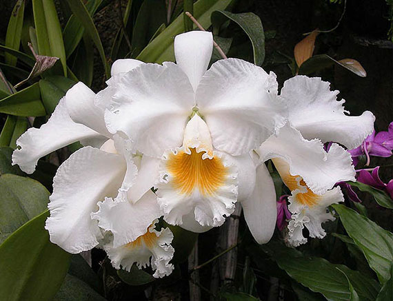 орхидея каттлея