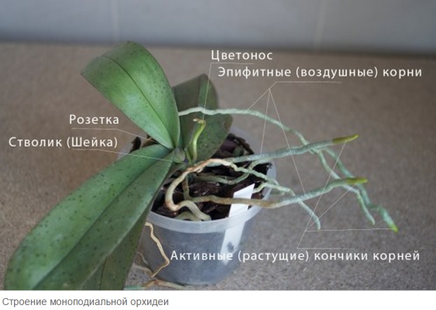 строение моноподиальной орхидеи