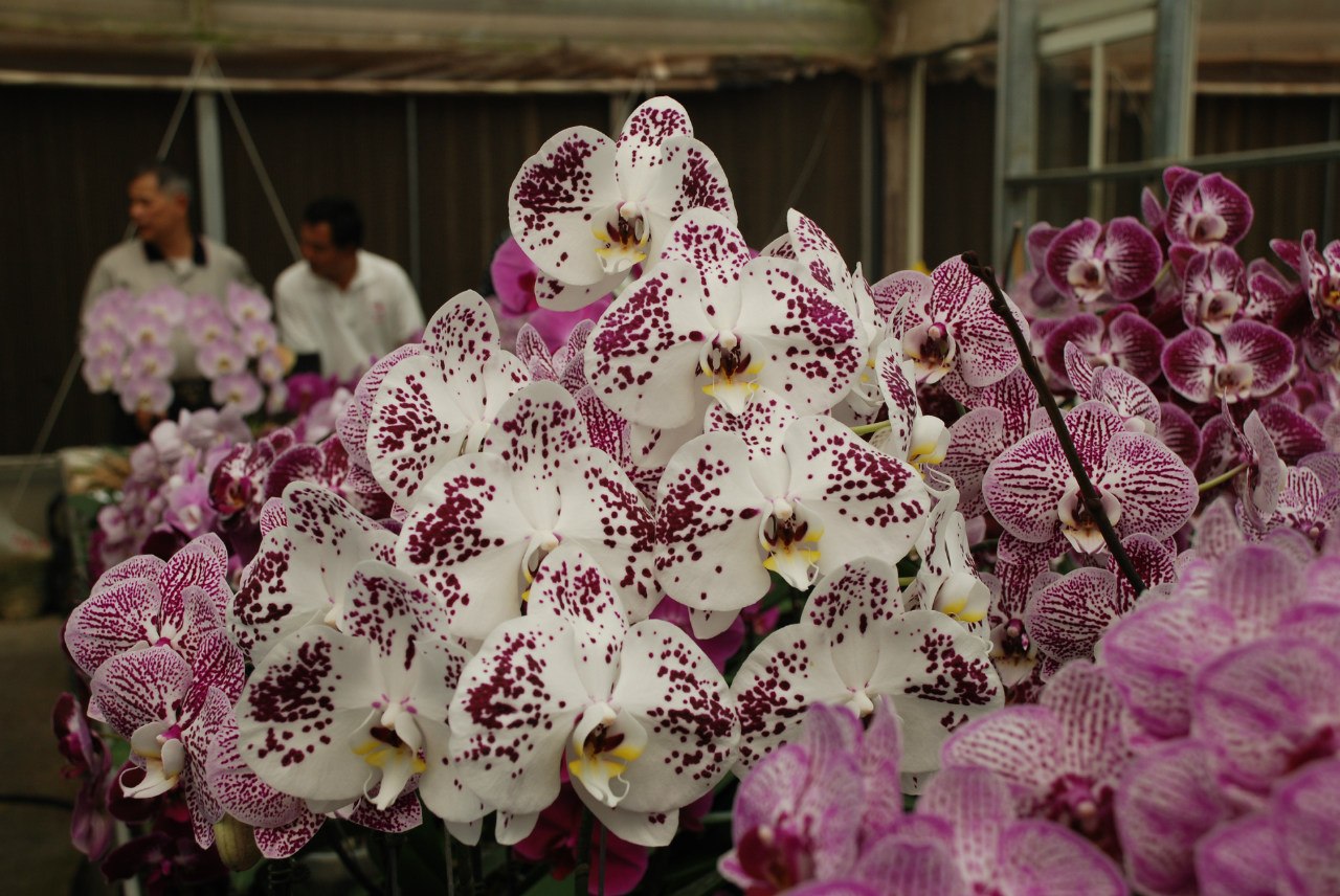 ферма орхидей