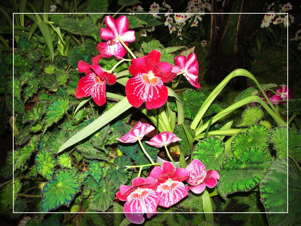 выставка орхидей "Осколки радуги"
