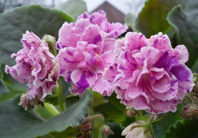 Фиалка Амадеус стала настоящей любимицей отечественных цветоводов благодаря обильному и частому цветению