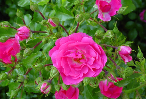 цветы розы шиповника