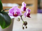 Выращивание орхидеи в домашних условиях