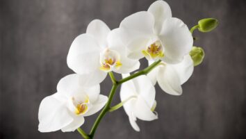 удобрения для орхидеи