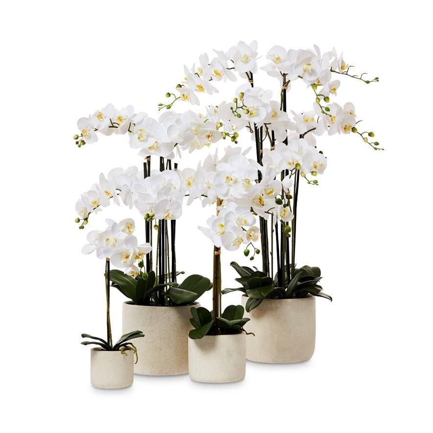 уход за орхидеями в домашних условиях 