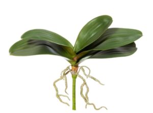 орхидея фаленопсис посадка