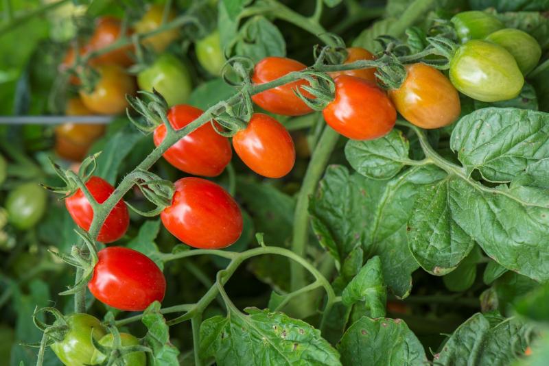 помидоры выращивание овощ