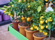 лимон цитрусовые дома