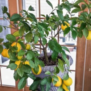 лимон в доме