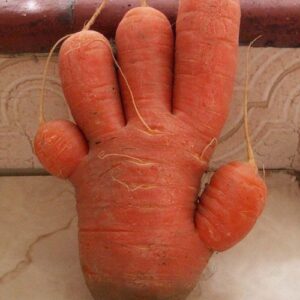 Морковь неправильной формы