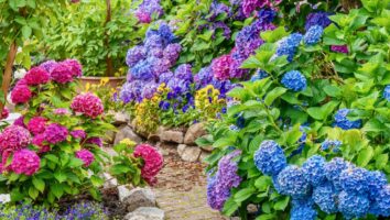 Цветущие кустарники для сада