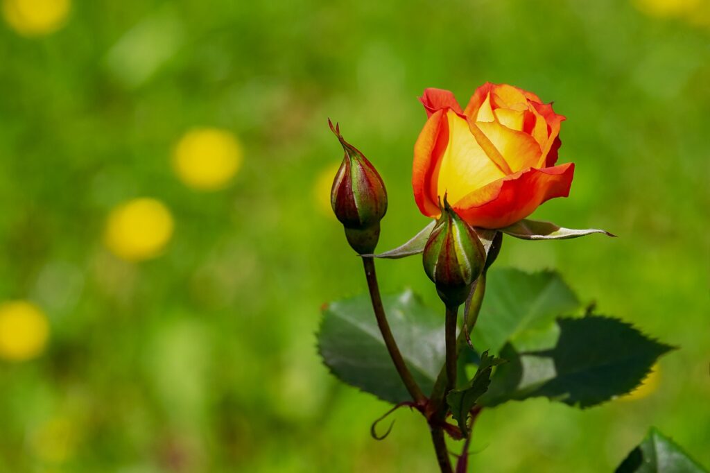 Саженцы роз: как выбрать, посадить и ухаживать
