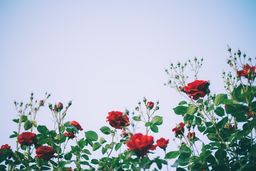 Саженцы роз: как выбрать, посадить и ухаживать